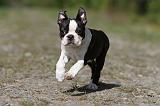 BOSTON TERRIER 213